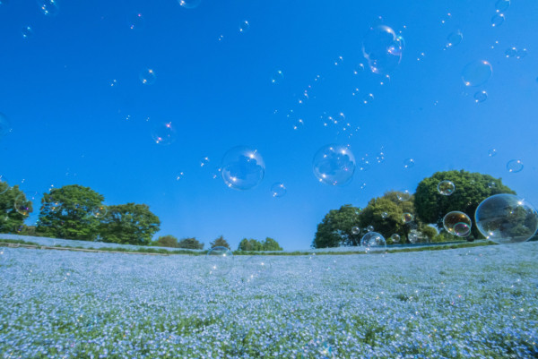 東京昭和紀念公園花卉節2025｜1500棵櫻花/鬱金香/罌粟！限定美食BBQ！附交通攻略 