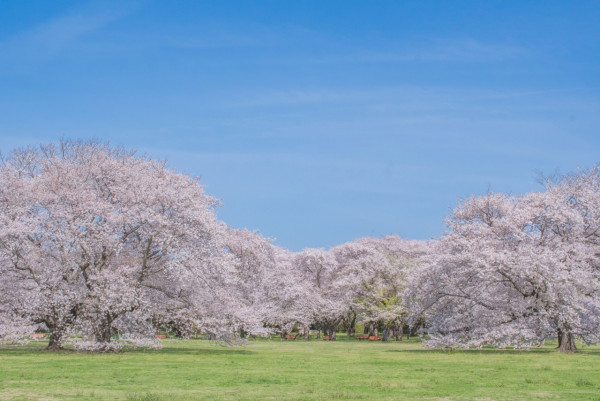 東京昭和紀念公園花卉節2025｜1500棵櫻花/鬱金香/罌粟！限定美食BBQ！附交通攻略 