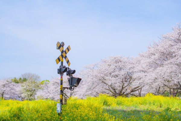 東京昭和紀念公園花卉節2025｜1500棵櫻花/鬱金香/罌粟！限定美食BBQ！附交通攻略 