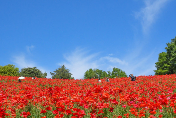 東京昭和紀念公園花卉節2025｜1500棵櫻花/鬱金香/罌粟！限定美食BBQ！附交通攻略 