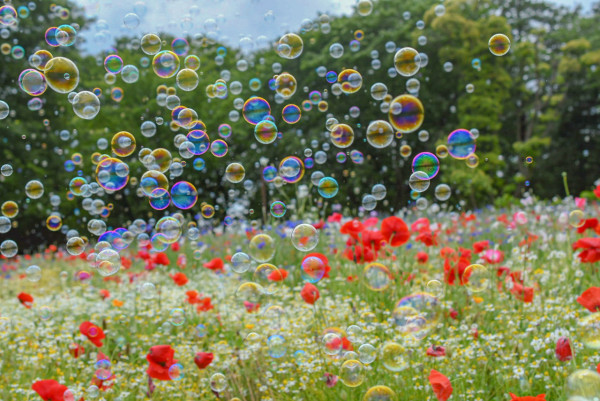 東京昭和紀念公園花卉節2025｜1500棵櫻花/鬱金香/罌粟！限定美食BBQ！附交通攻略 