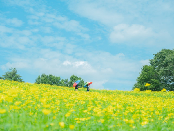 東京昭和紀念公園花卉節2025｜1500棵櫻花/鬱金香/罌粟！限定美食BBQ！附交通攻略 