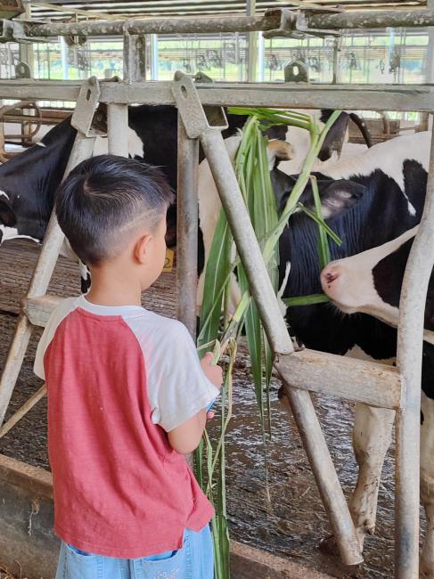 惠州親子一日遊優惠8起！體驗擠牛奶/餵小牛/參觀可樂廠/採茶 包午餐+限時送遊戲券 