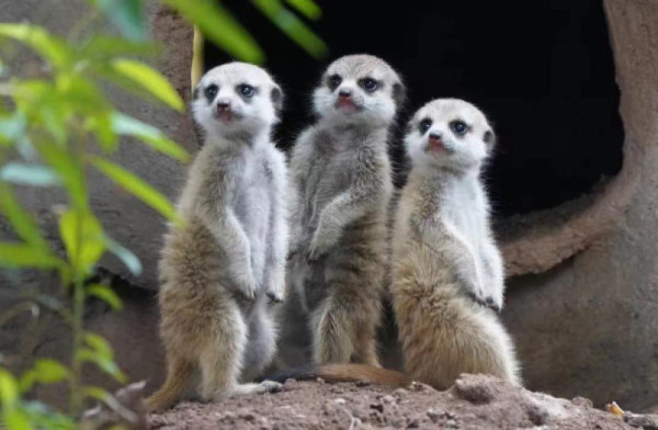 廣州親子三天團限時58折！廣州動物園/熱雪奇跡/融創大馬戲 包交通住宿、門票餐飲7起 