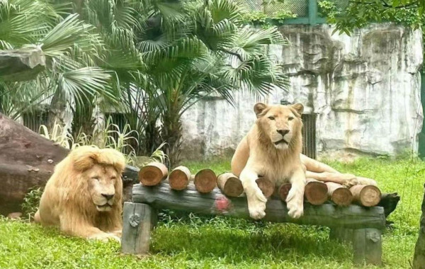 廣州親子三天團限時58折！廣州動物園/熱雪奇跡/融創大馬戲 包交通住宿、門票餐飲7起 