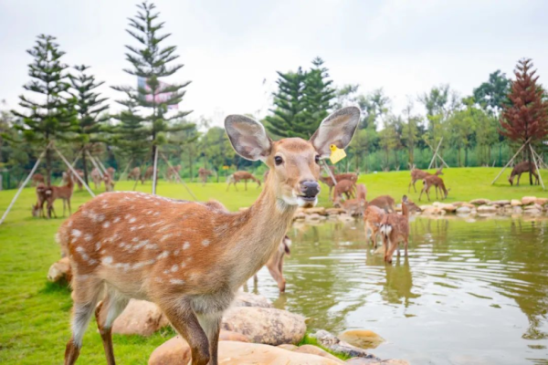 佛山廣州純玩三天團限時7折|9包盈香心動樂園/極地海洋世界/企鵝冰雪世界門票/2晚酒店/餐飲
