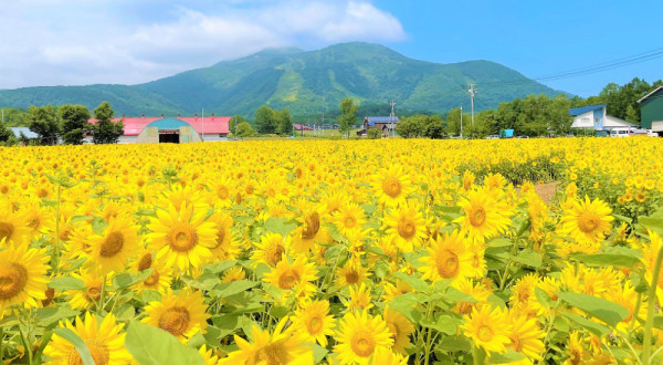 【北海道自駕遊推薦路線】二世古小樽玩盡夏日活動|景點|祭典 星級酒店Park Hyatt Niseko Hanazono住宿及活動推介 