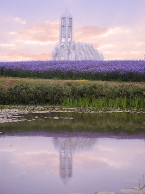 光影交織純白無影教堂 被薰衣草花海重重包圍 猶如油畫般夢幻唯美 