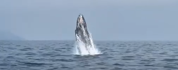 前豪門新抱齊嬌印尼度假曬靚相 生活奢華獨力凑女 曾坐私人飛機出行 