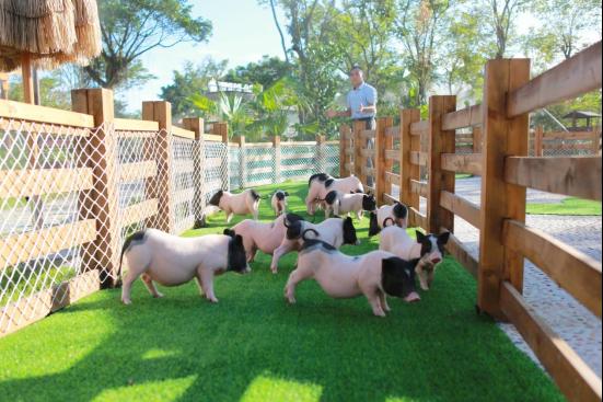 海泉灣萌寵樂園(圖片來源:珠海海泉灣度假區微信公眾號) 海泉灣萌寵樂園(圖片來源:珠海海泉灣度假區微信公眾號)