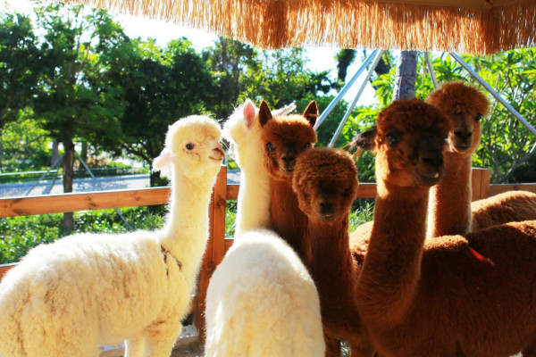 海泉灣萌寵樂園(圖片來源:珠海海泉灣度假區微信公眾號) 海泉灣萌寵樂園(圖片來源:珠海海泉灣度假區微信公眾號)