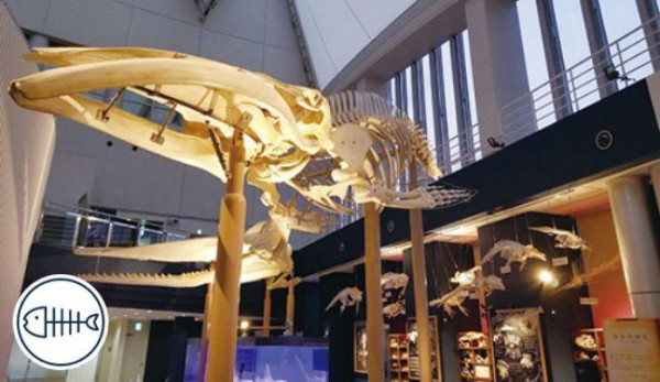 【福岡自由行2026】福岡有咩好玩點玩睇呢篇！福岡景點市內近郊好去處+交通住宿 