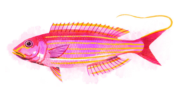 蕃茄薯仔湯食譜做法