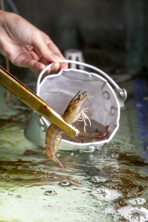 觀塘新開流水蝦任食火鍋放題    花膠雞煲／創新煲仔飯／日本A5和牛