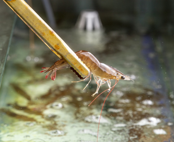 觀塘新開流水蝦任食火鍋放題    花膠雞煲／創新煲仔飯／日本A5和牛