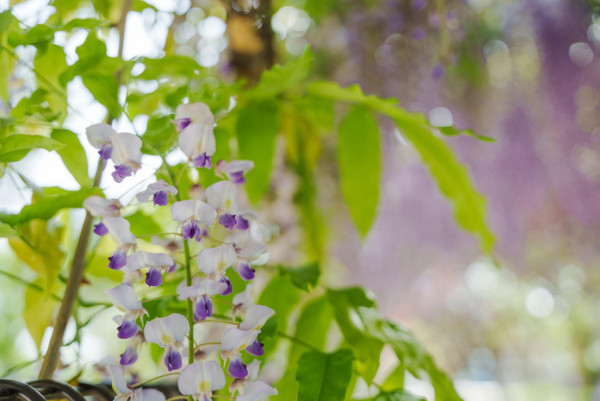 日本中山紫藤祭浪漫開幕 神社染成一片粉紫色 夜晚景色同樣吸引 