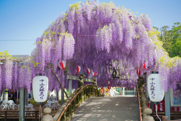 日本中山紫藤祭浪漫開幕 神社染成一片粉紫色 夜晚景色同樣吸引 