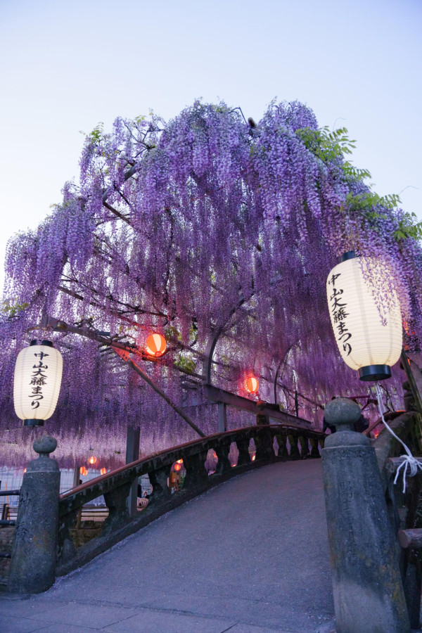 日本中山紫藤祭浪漫開幕 神社染成一片粉紫色 夜晚景色同樣吸引 