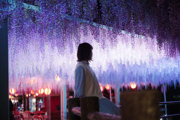 日本中山紫藤祭浪漫開幕 神社染成一片粉紫色 夜晚景色同樣吸引 