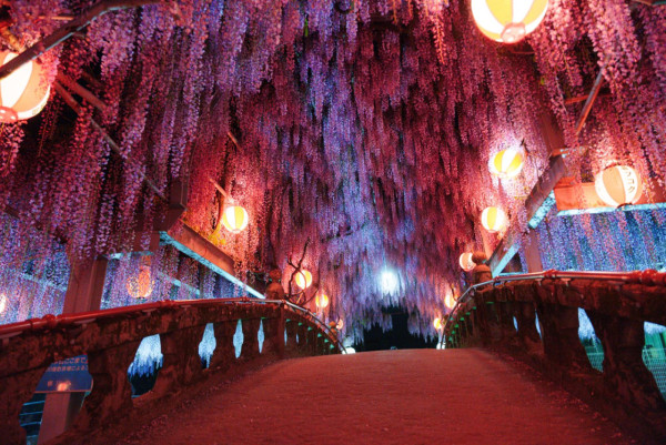 日本中山紫藤祭浪漫開幕 神社染成一片粉紫色 夜晚景色同樣吸引 