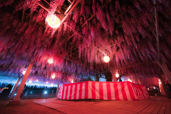日本中山紫藤祭浪漫開幕 神社染成一片粉紫色 夜晚景色同樣吸引 
