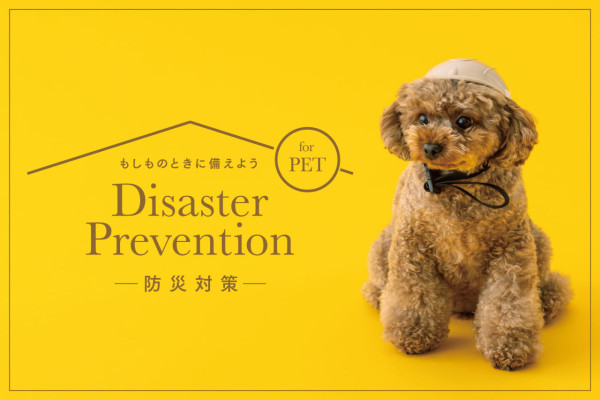 日本3COINS寵物防災用品9選!必買寵物頭盔/避難鞋全方位保護毛孩安全