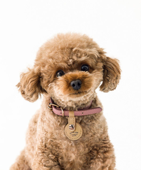 日本3COINS寵物防災用品9選!必買寵物頭盔/避難鞋全方位保護毛孩安全