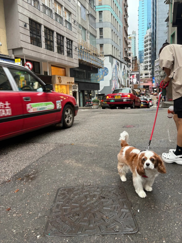 復活節香港迪士尼罕見冷清 旅客包場玩機動遊戲問:為何只有我一個?