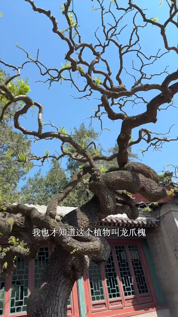 楊愛瑾復活節帶子女遊北京 大方素顏現身 獲讚逆齡似20歲