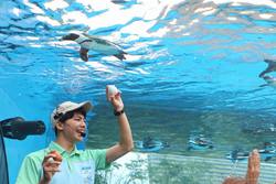 世界企鵝日｜日本水族館企鵝主題活動合集！池袋陽光水族館/名古屋港水族館/長崎企鵝水族館 