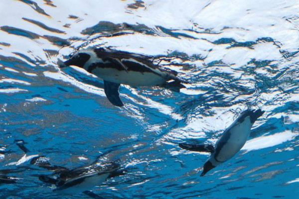 世界企鵝日｜日本水族館企鵝主題活動合集！池袋陽光水族館/名古屋港水族館/長崎企鵝水族館 