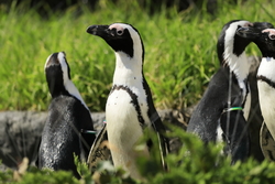 世界企鵝日｜日本水族館企鵝主題活動合集！池袋陽光水族館/名古屋港水族館/長崎企鵝水族館 