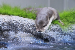 世界企鵝日｜日本水族館企鵝主題活動合集！池袋陽光水族館/名古屋港水族館/長崎企鵝水族館 