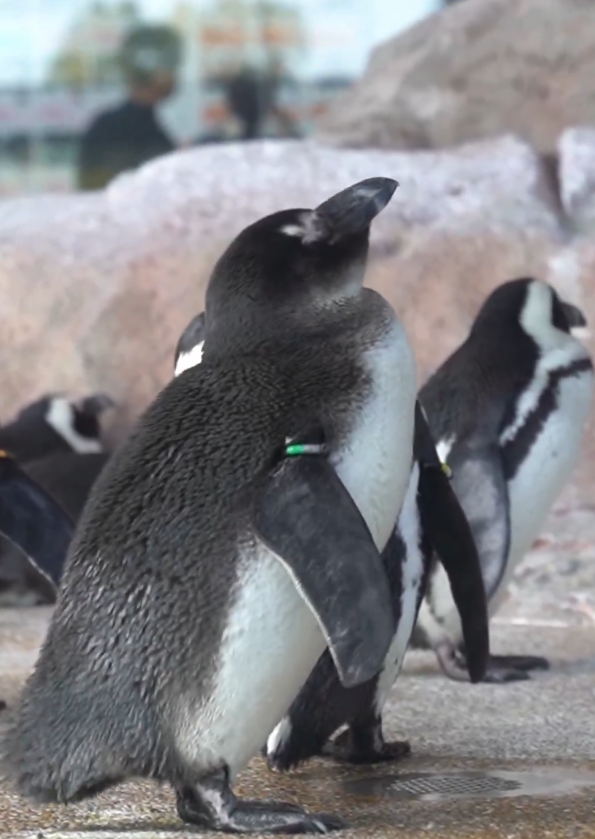 世界企鵝日｜日本水族館企鵝主題活動合集！池袋陽光水族館/名古屋港水族館/長崎企鵝水族館 