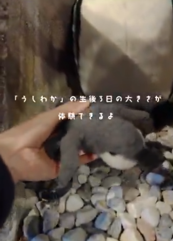 世界企鵝日｜日本水族館企鵝主題活動合集！池袋陽光水族館/名古屋港水族館/長崎企鵝水族館 