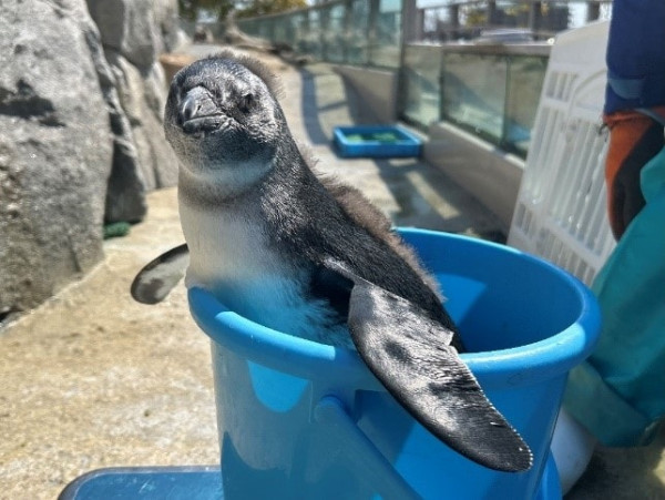 世界企鵝日｜日本水族館企鵝主題活動合集！池袋陽光水族館/名古屋港水族館/長崎企鵝水族館 