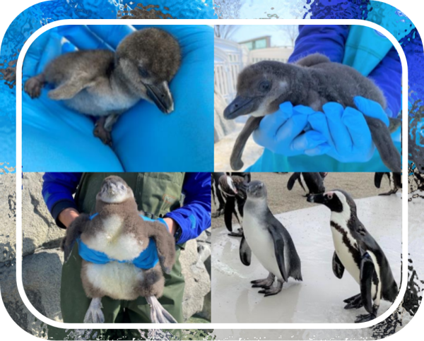世界企鵝日｜日本水族館企鵝主題活動合集！池袋陽光水族館/名古屋港水族館/長崎企鵝水族館 