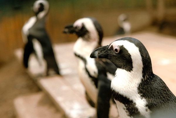 世界企鵝日｜日本水族館企鵝主題活動合集！池袋陽光水族館/名古屋港水族館/長崎企鵝水族館 