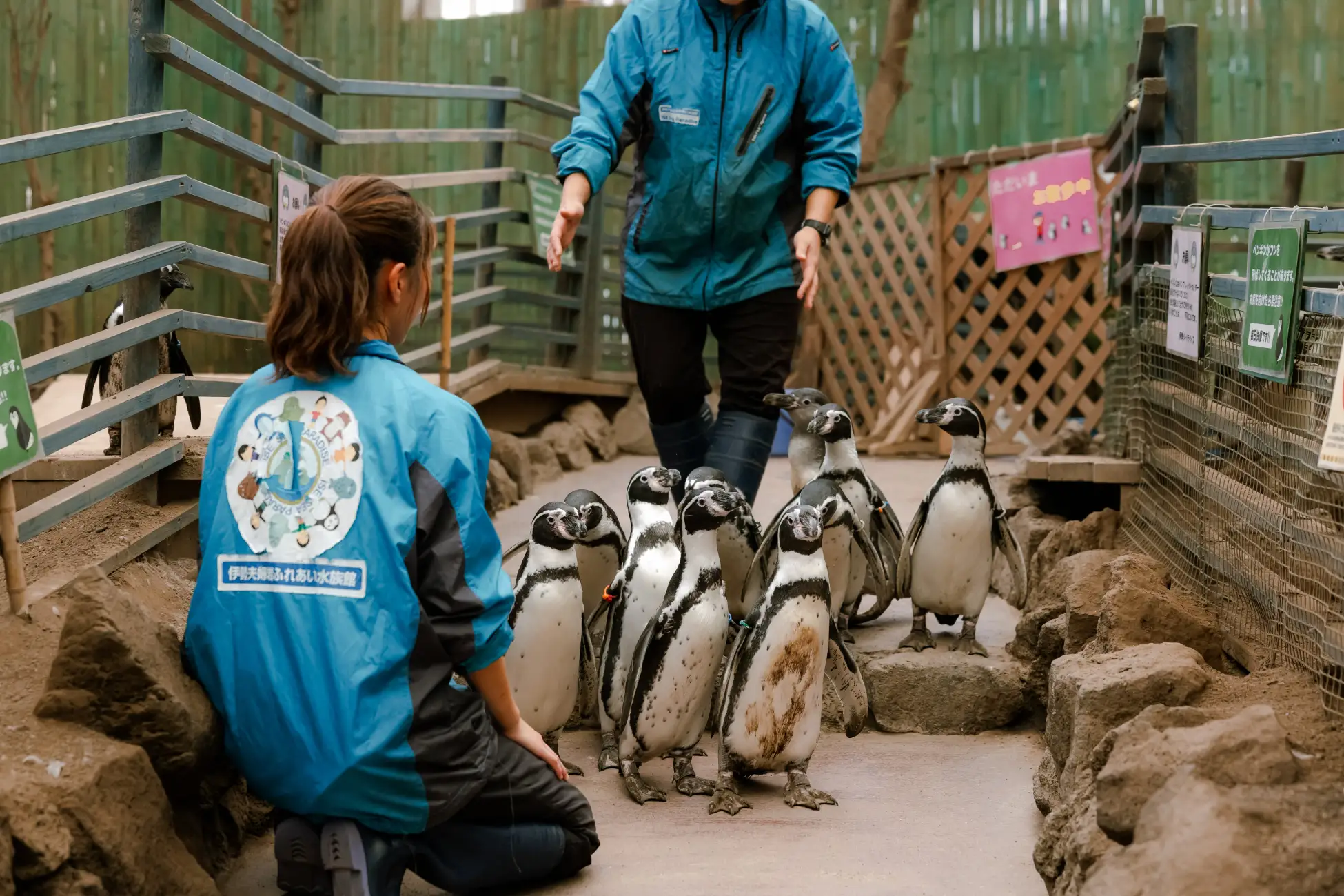 世界企鵝日｜日本水族館企鵝主題活動合集！池袋陽光水族館/名古屋港水族館/長崎企鵝水族館 