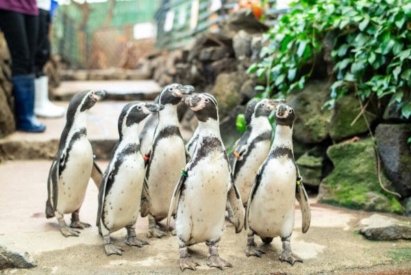 世界企鵝日｜日本水族館企鵝主題活動合集！池袋陽光水族館/名古屋港水族館/長崎企鵝水族館 