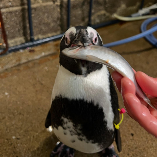 世界企鵝日｜日本水族館企鵝主題活動合集！池袋陽光水族館/名古屋港水族館/長崎企鵝水族館 