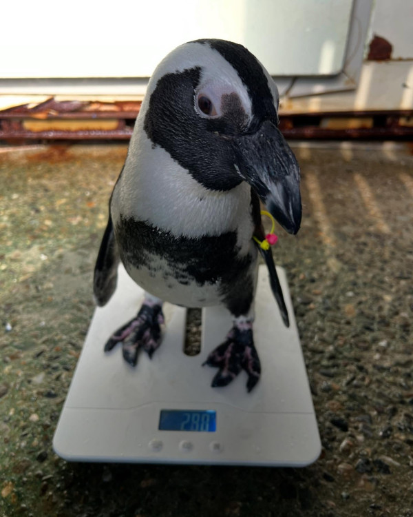 世界企鵝日｜日本水族館企鵝主題活動合集！池袋陽光水族館/名古屋港水族館/長崎企鵝水族館 