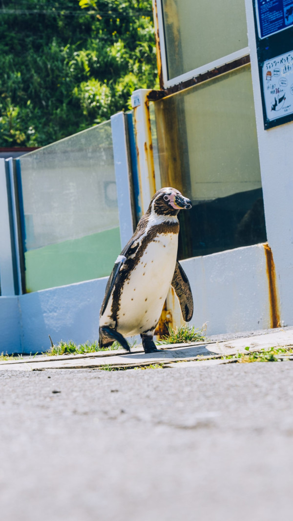 世界企鵝日｜日本水族館企鵝主題活動合集！池袋陽光水族館/名古屋港水族館/長崎企鵝水族館 