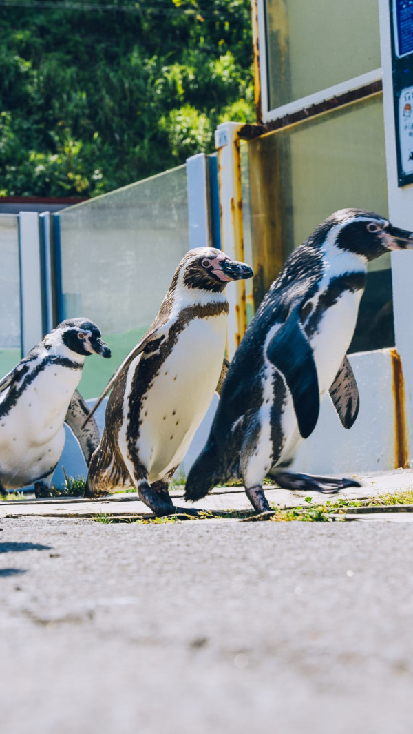 世界企鵝日｜日本水族館企鵝主題活動合集！池袋陽光水族館/名古屋港水族館/長崎企鵝水族館 