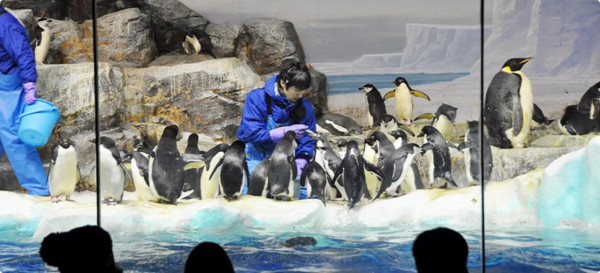 世界企鵝日｜日本水族館企鵝主題活動合集！池袋陽光水族館/名古屋港水族館/長崎企鵝水族館 