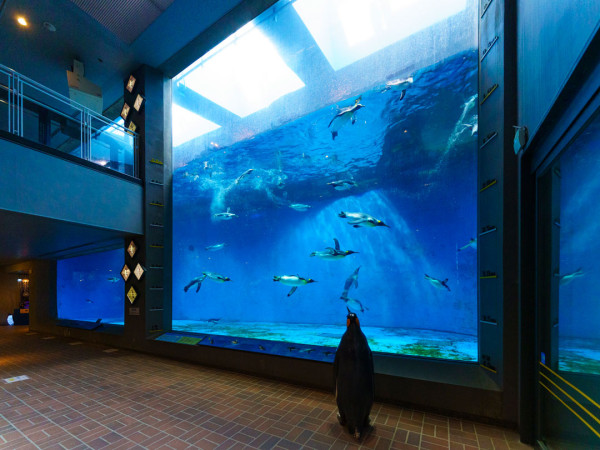 世界企鵝日｜日本水族館企鵝主題活動合集！池袋陽光水族館/名古屋港水族館/長崎企鵝水族館 