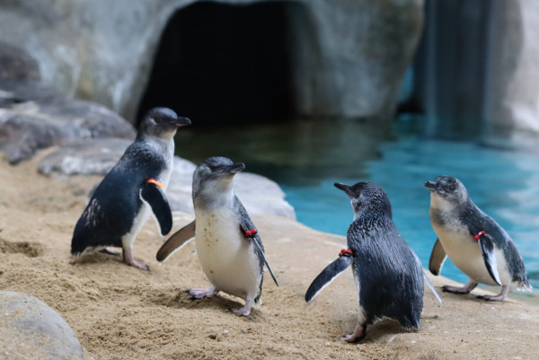 世界企鵝日｜日本水族館企鵝主題活動合集！池袋陽光水族館/名古屋港水族館/長崎企鵝水族館 