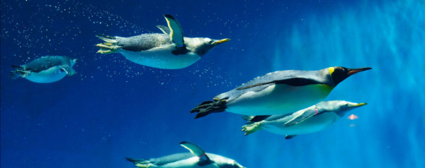 世界企鵝日｜日本水族館企鵝主題活動合集！池袋陽光水族館/名古屋港水族館/長崎企鵝水族館 