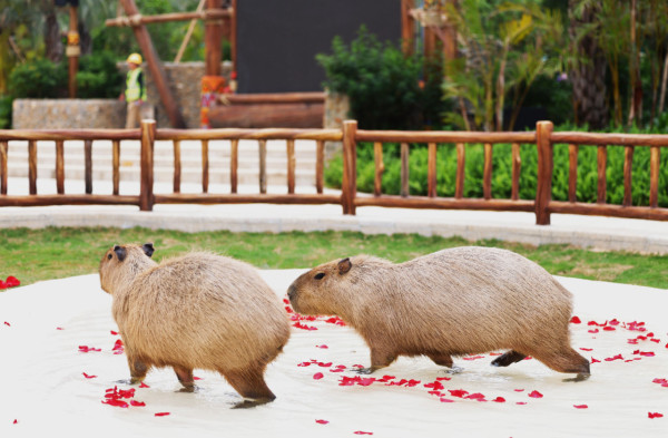 清遠長隆森林王國開幕 9大主題區 搭蒸汽火車睇動物大遷徙 附酒店/交通資訊 