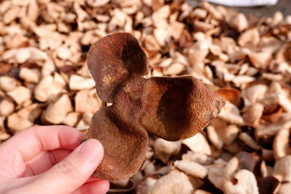 江門旅遊10大必去特色景點 赤坎古鎮、那琴半島、溫泉小鎮 